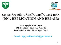 Bài giảng Hóa sinh - Chương 3: Sự nhân đôi và sửa chữa của DNA (DNA replication and repair) - Nguyễn Kim Thạch