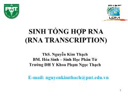 Bài giảng Hóa sinh - Chương 4: Sinh tổng hợp RNA (RNA Transcription) - Nguyễn Kim Thạch